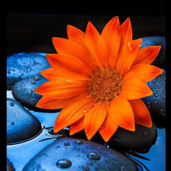 lovelytwee